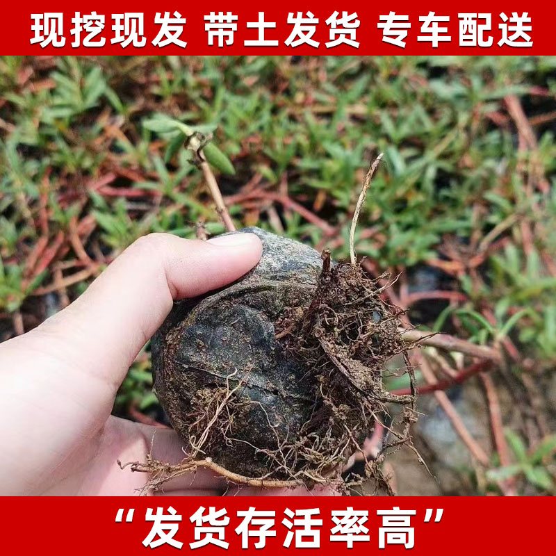 盐碱地植物海马齿海水鱼缸造景污水净化水质海草藻红树林海水植物-图1