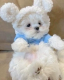 Pet Pet Bargabe Bumei маленькая собачья одежда для собак