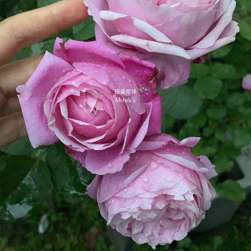 纽曼姐妹月季又名以马内利修女直立灌木大花浓香盆栽玫瑰花卉 - 图0