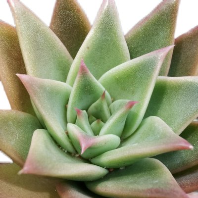 芭蕉多肉植物叶片叶子叶插新品冬云杂长尖尖长叶肉肉 虎窝淘
