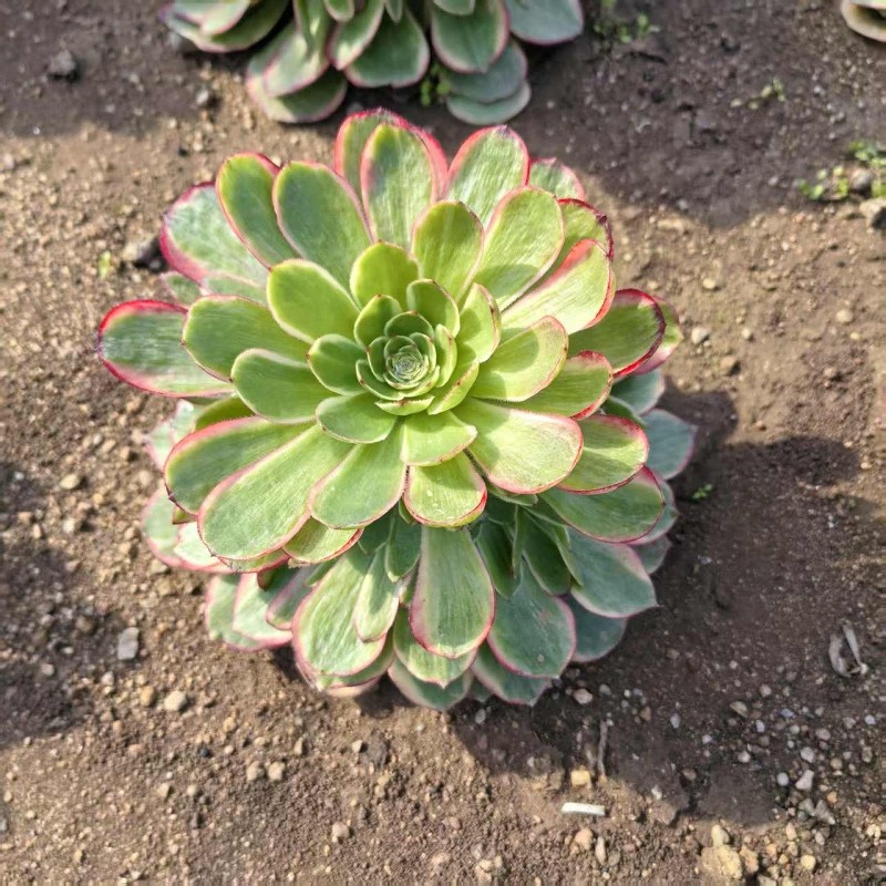 粉花妖夜宴法师锦多肉植物室内桌面大颗盆栽种苗鲜活倾城变异手捧,淘宝优惠券,粉丝福利购,淘宝优惠卷