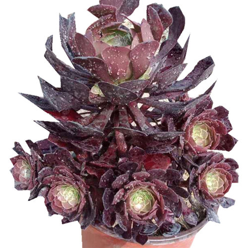 红铜壶黑铜壶法师老桩多头手捧群生倾城多肉植物室内阳台花卉盆栽 - 图3