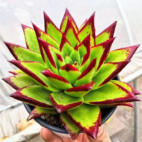 口红魅惑之宵乌木黑檀汁阳台室内多肉绿植盆栽花卉稀有多肉包邮 - 图0