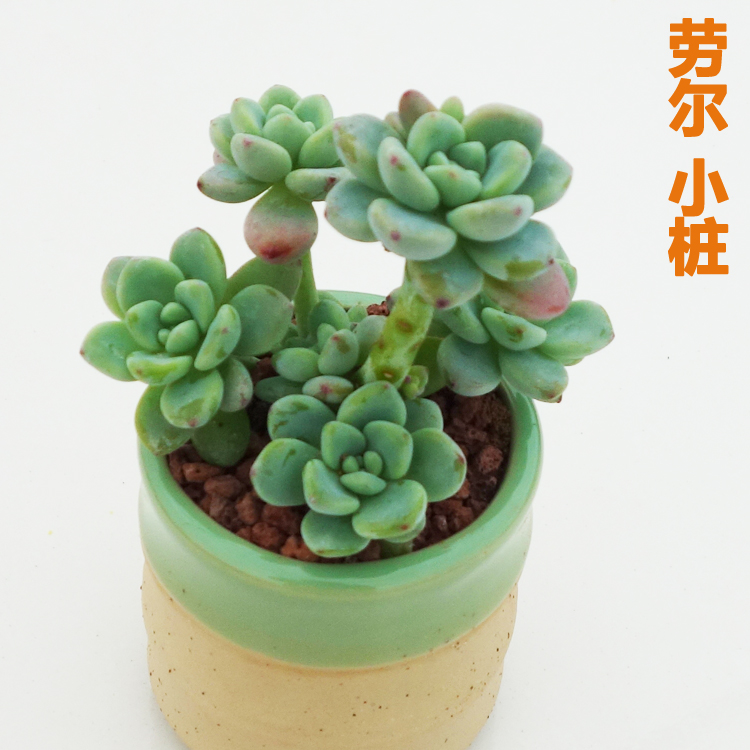 多肉植物天使之泪老桩劳尔熊童子老桩黑法师老桩巨型观音莲多肉 - 图1