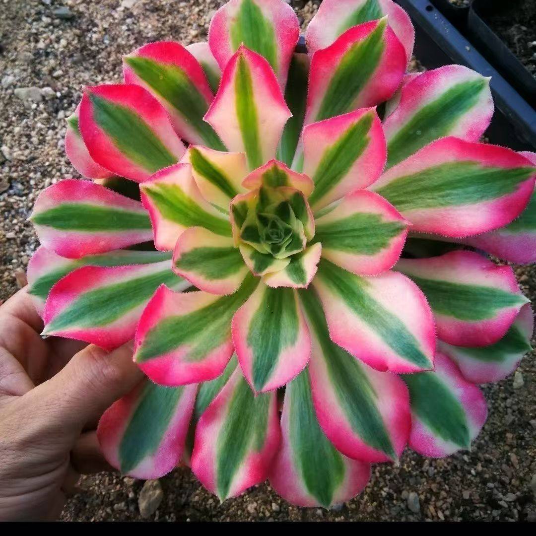 多肉植物特价黑法师锦组合套餐星爆铜壶香炉盘紫羊绒美杜莎粉女巫,淘宝优惠券,粉丝福利购,淘宝优惠卷