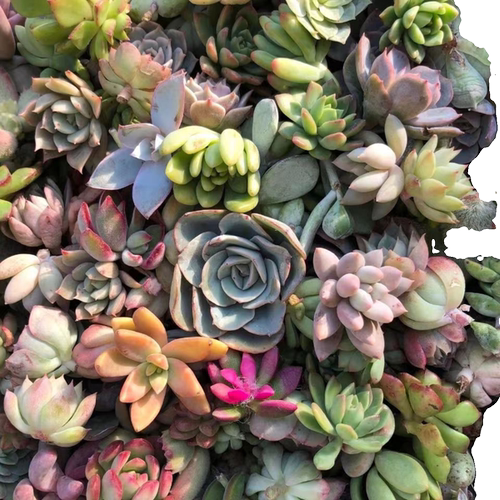 多肉植物无根砍头苗自选套餐新手易养发根快盆栽易爆盆清棚特价 - 图3