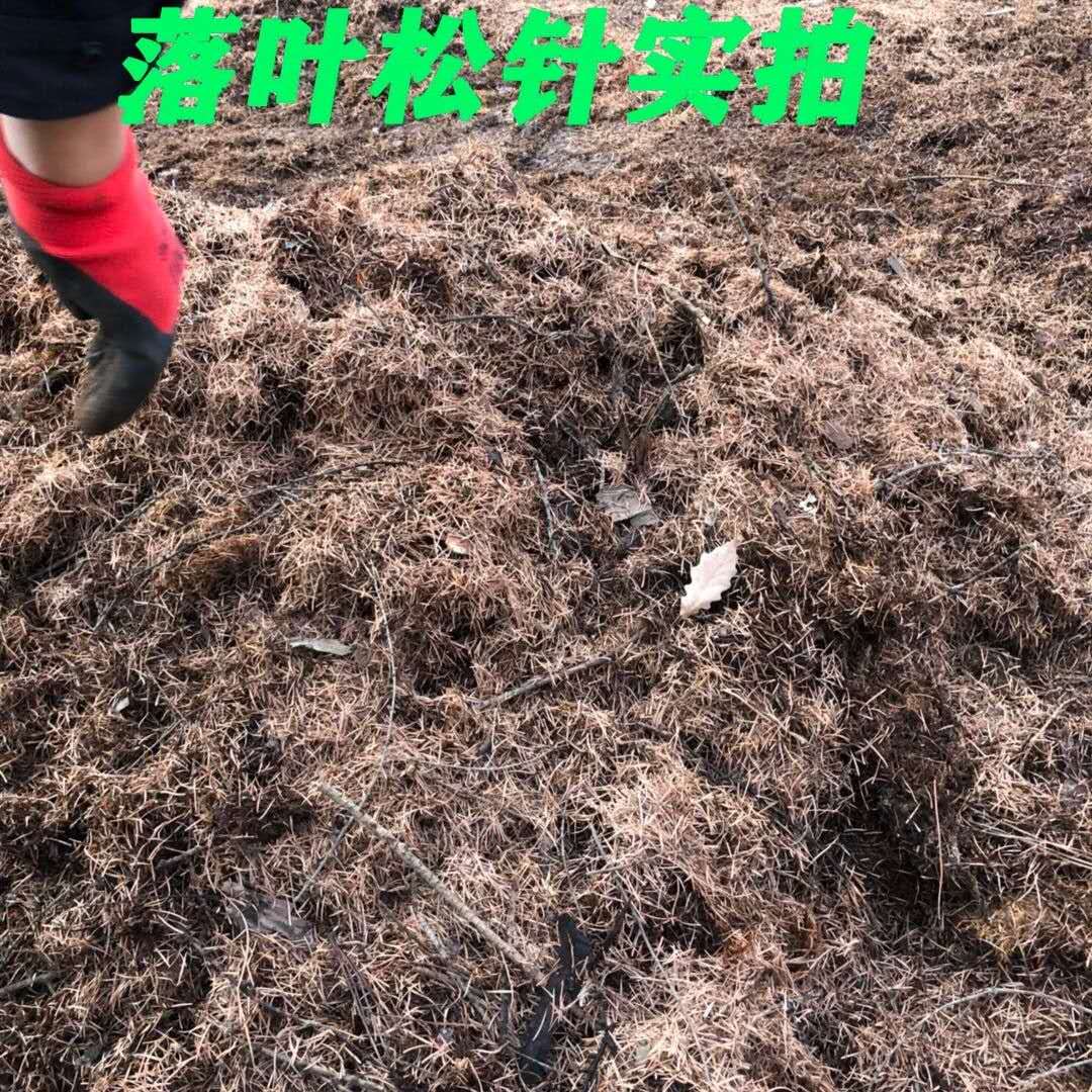 纯松针腐叶土花卉植物专用通用腐殖腐熟君子兰花绿萝吊兰酸性营养 - 图0