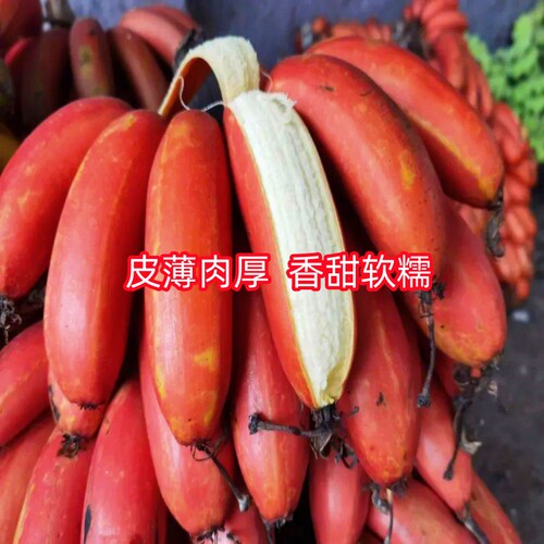 正宗红美人香蕉树苗红皮香蕉苗南北方四季种植耐寒抗冻当年结果 - 图1