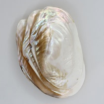 Natural Polished Freshwater Shells Creative Home Craftsmanship Ornaments White Pearl Mother Bay Fish Tank Ripening Fruit Tray Hem