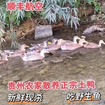 Guizhou farmhouse Zhengzong Scattered Raising Water Ducks for Ducks And Ducks Ducks Scattered live Ducks Fresh And Found to Kill Shunfeng