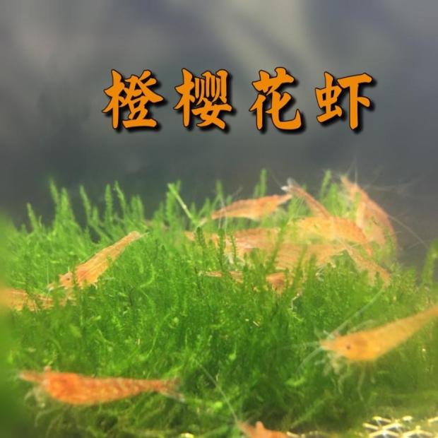 包邮小红橙蓝樱花虾观赏虾活体亚成虾鱼缸清洁虾优惠公母随机-图0