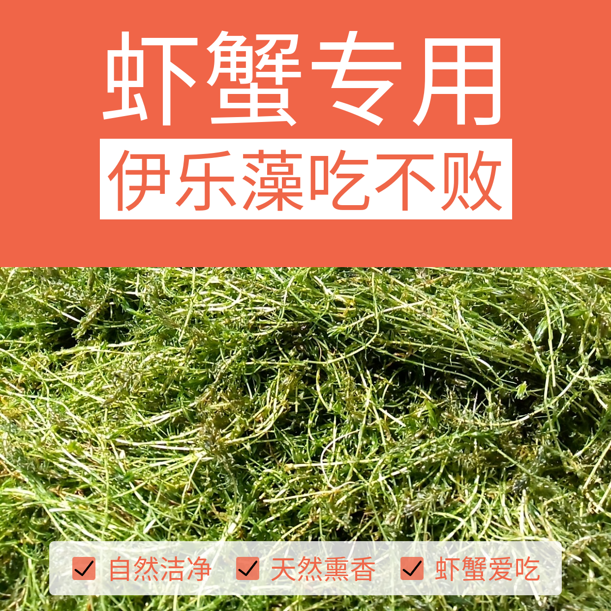 伊乐藻养虾吃不败新鲜活体江苏小龙虾养殖专用水草四季淡水鱼虾蟹