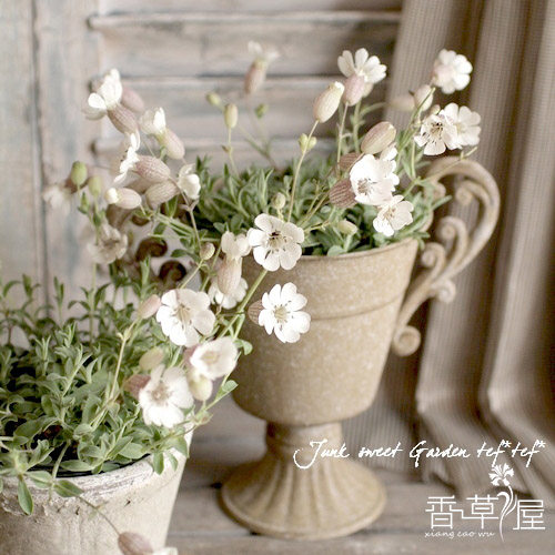 日本进口 花叶蝇子草 Silene uniflora 多年生耐寒庭院盆栽植物 - 图1