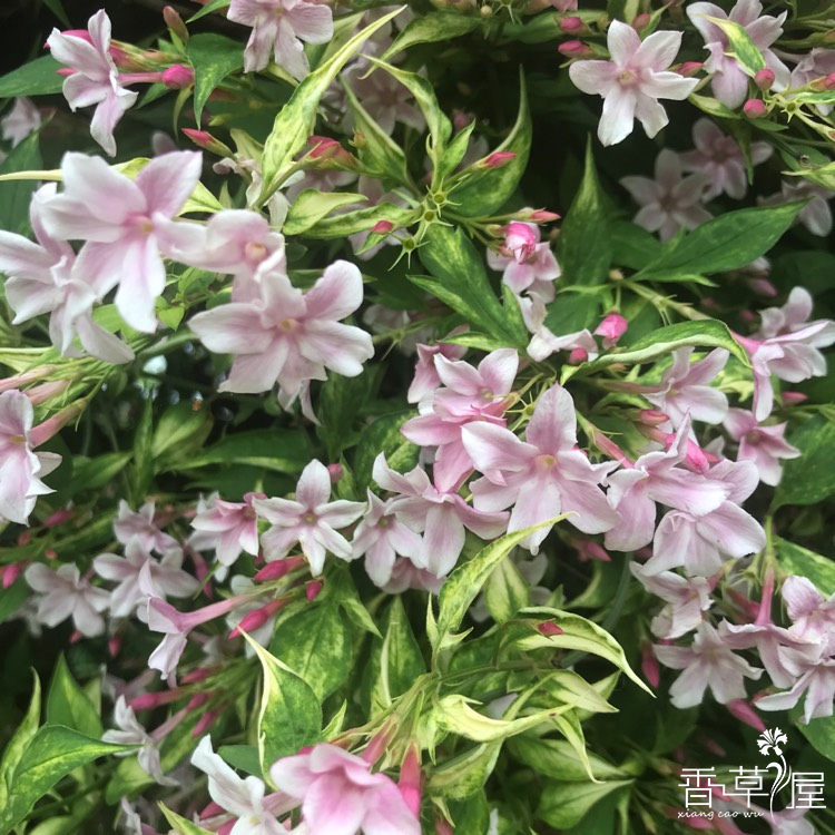 桃色藤本茉莉粉花素馨花苗史蒂芬爬藤植物四季芳香庭院花卉-图1