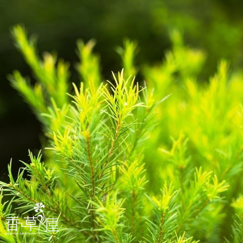 澳洲茶树盆栽 芳香植物 香草苗 白千层苗 可提炼精油 包邮 - 图0