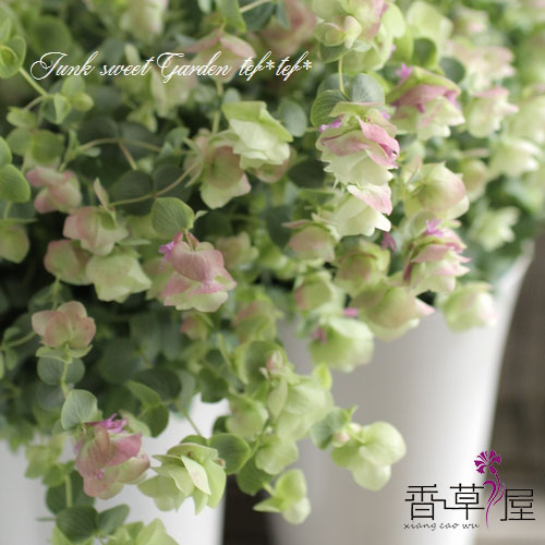 肯特美女牛至 Origanum'Kent beauty' 多年生耐寒 芳香植物 包邮 - 图0