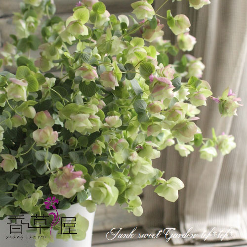 肯特美女牛至 Origanum'Kent beauty' 多年生耐寒 芳香植物 包邮 - 图1