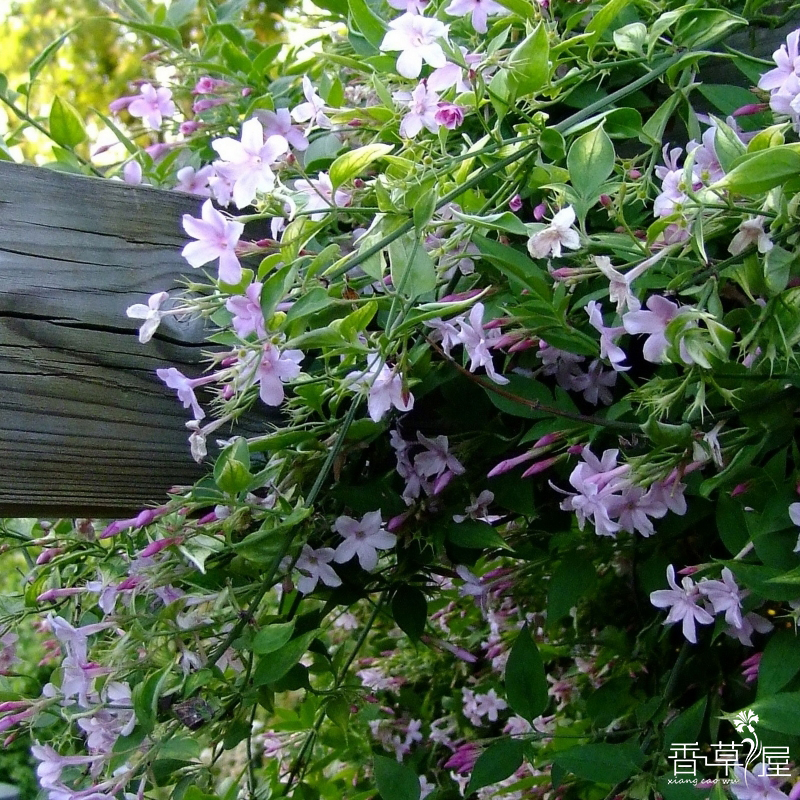 桃色藤本茉莉粉花素馨花苗史蒂芬爬藤植物四季芳香庭院花卉-图0