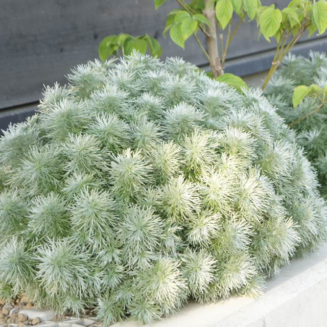 香草屋 朝雾草盆栽银叶草苗芳香植物阳台庭院素材多年生耐寒耐热 - 图1