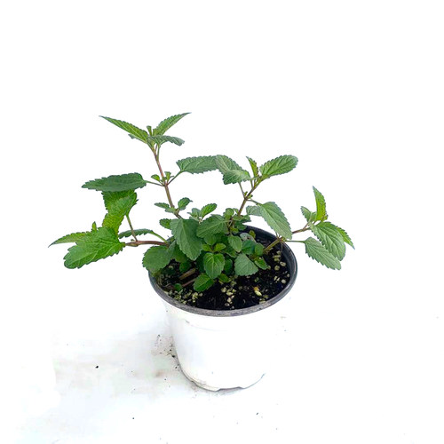 天蓝鼠尾草 salvia 多年生耐寒耐热 庭院 盆栽 花园搭配植物 - 图2