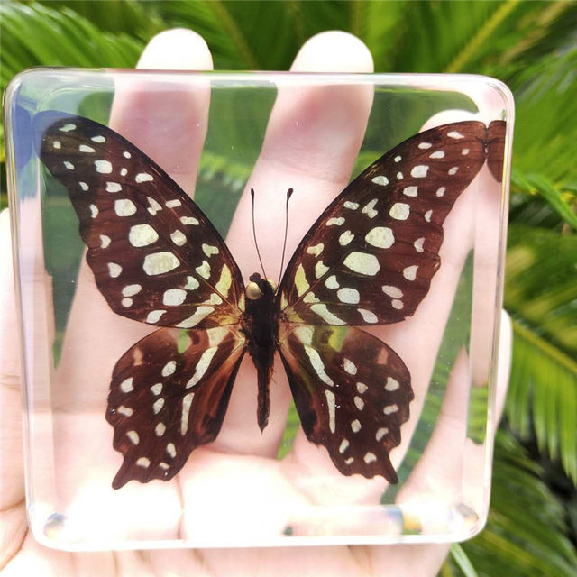 Animal specimen kindergarten teaching real resin butterfly