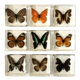 Animal specimen kindergarten teaching real resin butterfly