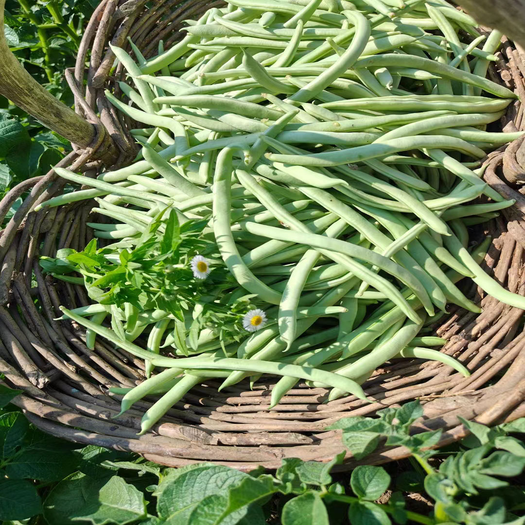 正宗农村农家自种四季豆新鲜蔬菜脆嫩豆角芸豆扁青豆角 - 图2