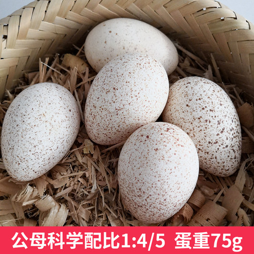 大型火鸡种蛋受精蛋可孵化纯种尼古拉700系受精蛋火鸡活苗包活 - 图2