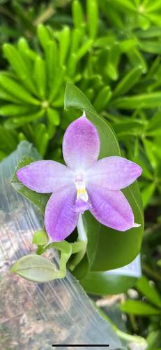 蝴蝶兰原生兰趣味兰花直播间一物一拍专拍链接四季鲜花花期长 - 图2