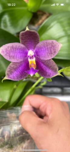 蝴蝶兰原生兰趣味兰花直播间一物一拍专拍链接四季鲜花花期长 - 图1