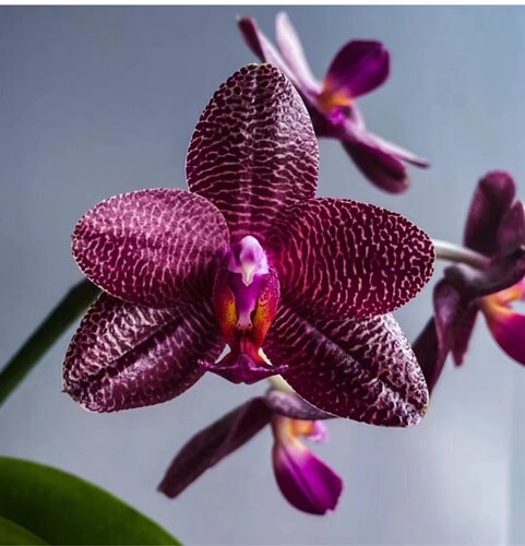 蝴蝶兰原生兰趣味兰花直播间一物一拍专拍链接四季鲜花花期长 - 图0