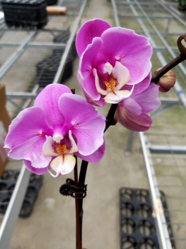 精品蝴蝶兰直播间专用一物一拍室内阳台花卉花期长下单备 - 图2