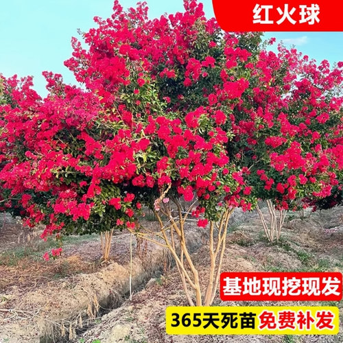 一物一拍百日红紫薇树苗红火箭天鹅绒庭院别墅室外道路绿化风景树 - 图2