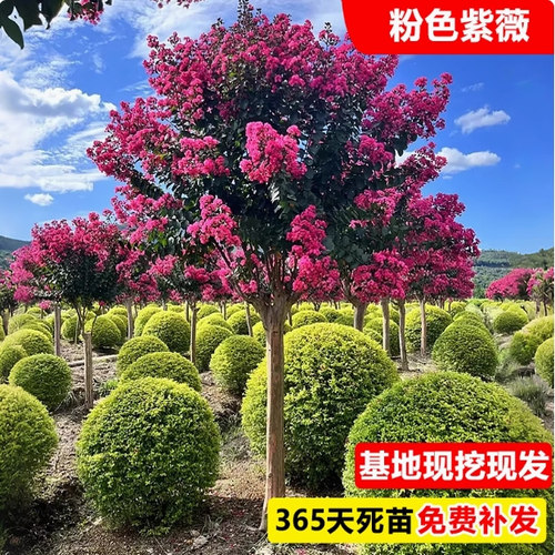 一物一拍百日红紫薇树苗红火箭天鹅绒庭院别墅室外道路绿化风景树 - 图1