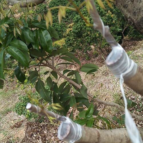 广州从化发货嫁接枝条芽穗新品种荔枝嫁接枝条荔枝品种改良 - 图1