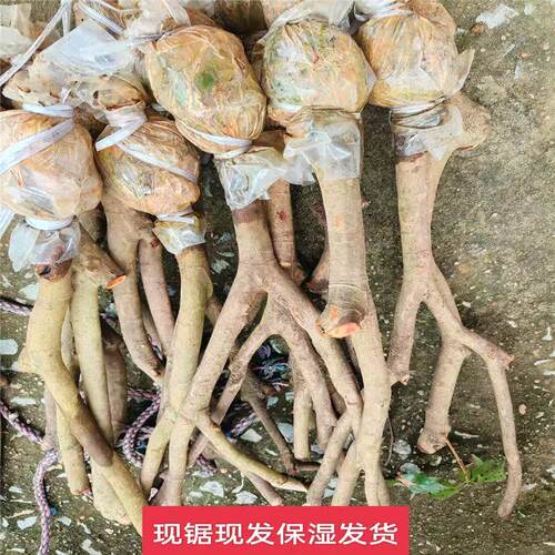 广州桂味荔枝树苗高压圈枝大树果苗糯米滋无核带土特大庭院别墅 - 图3