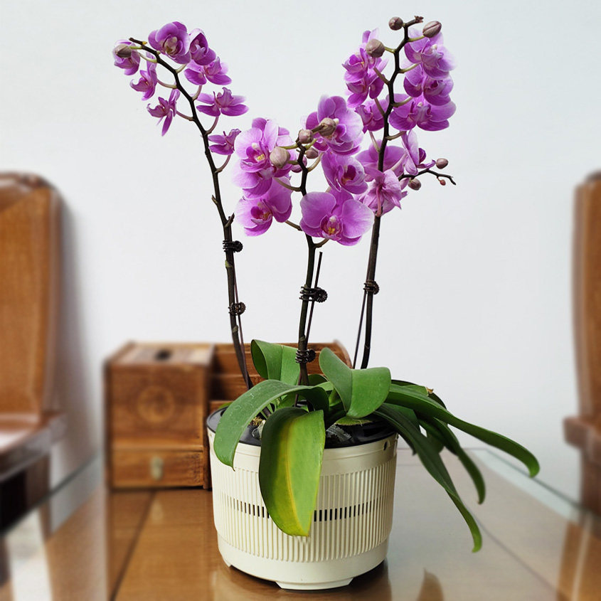 蝴蝶兰小盆栽3株4棵拼组花盆 2.8寸3寸3.5寸杯拼盘花盆透气不闷根,淘宝优惠券,粉丝福利购,淘宝优惠卷