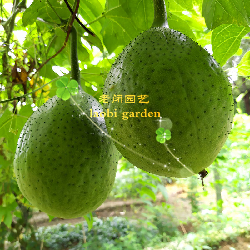 木鳖子种苗 天堂爬藤蔬菜野菜中草药材 嫩叶可做菜煮汤 满包邮 - 图1