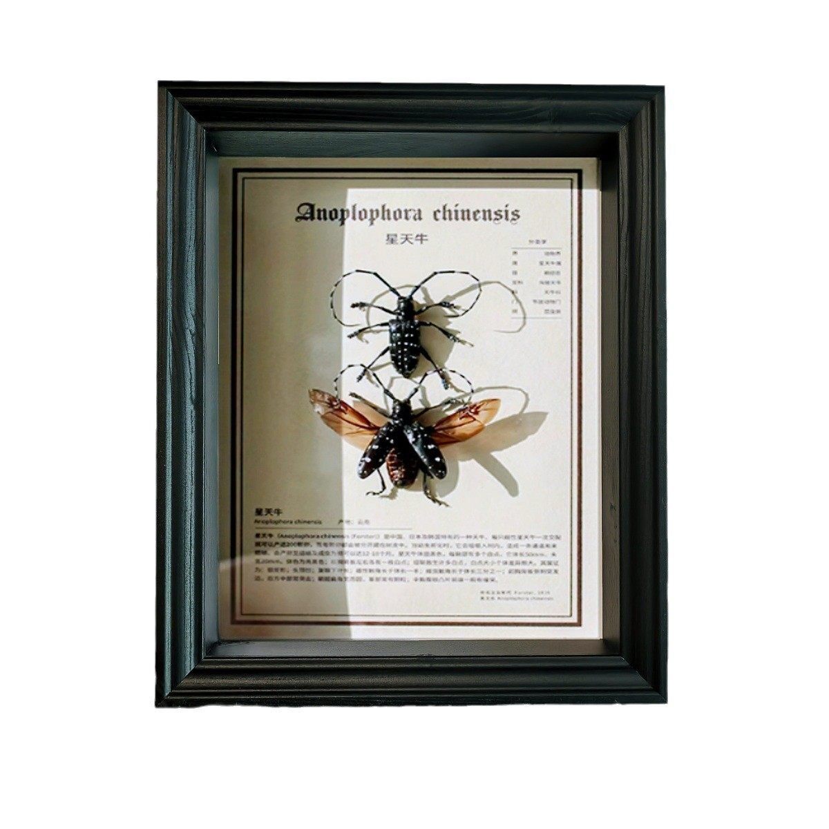 立体中空4厘米欧式黑色相框摆台蝴蝶昆虫博物馆标本收纳框展示框