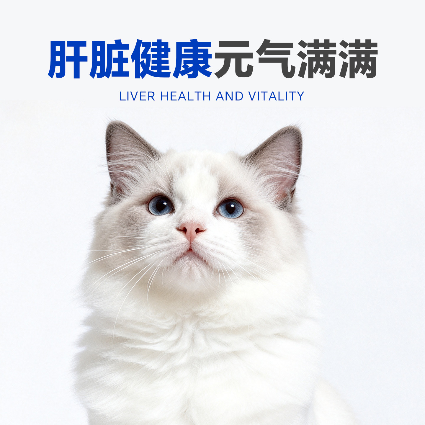 宠儿香肝舒宝宠物专用五味子仅是肝脏营养补充剂猫咪狗狗犬营养品