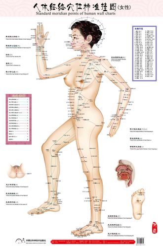 （正品热卖）人体经络穴位标准挂图赠中英文解说册（正背侧3张） - 图1