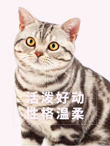 优趣猫粮英短蓝猫银渐层美短美英国短毛幼猫成猫粮官方旗舰店正品 - 图3