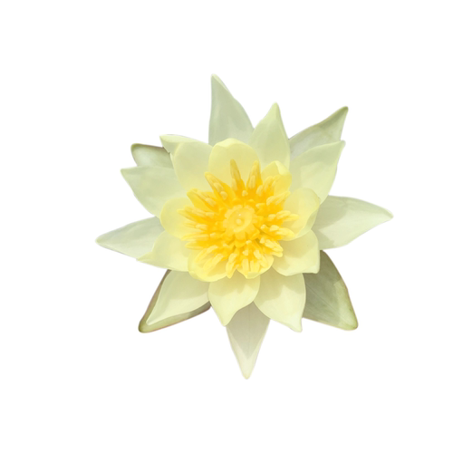 微型睡莲海尔芙拉带花苞小海小型迷你水培花卉种子根茎苗四季室内 - 图3