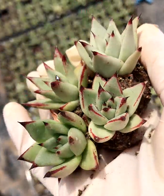 多肉植物组合盆栽小花卉好养室内乌木肉肉大颗包邮清仓含盆带土 - 图2