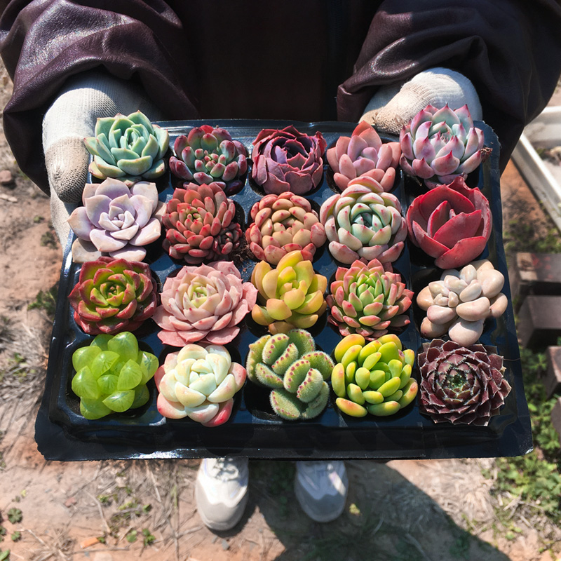 多肉植物组合盆栽小绿植花卉玉露大颗好养室内精品肉肉 带盆老桩 - 图0