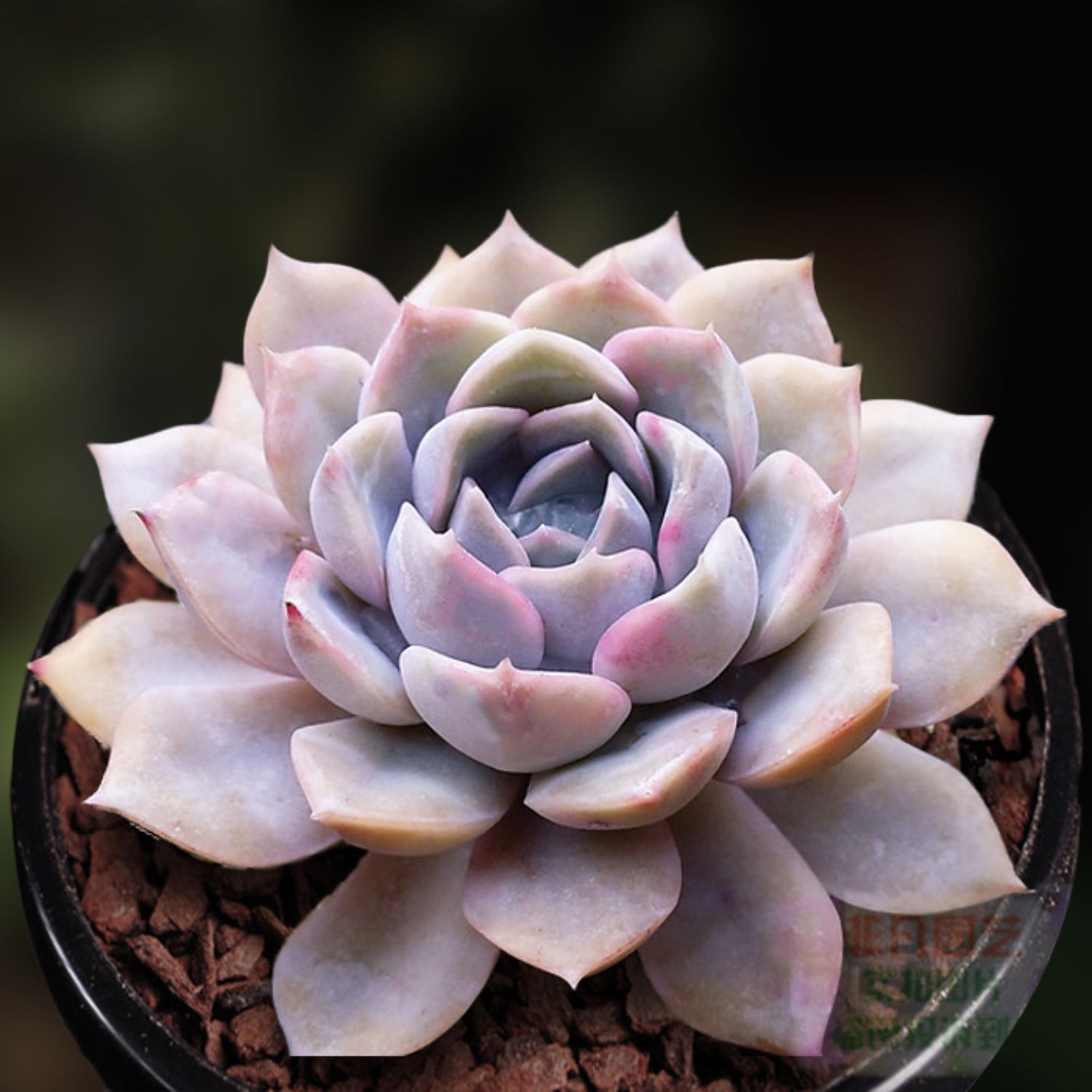 多肉植物室内组合小花卉秋天盆栽套餐办公桌绿植包邮特价带盆清仓