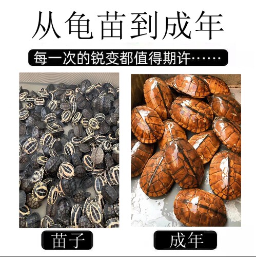 纯正石金钱龟温顺宠物龟小乌龟活物小青龟苗黄金龟苗纯正海南三线 - 图2