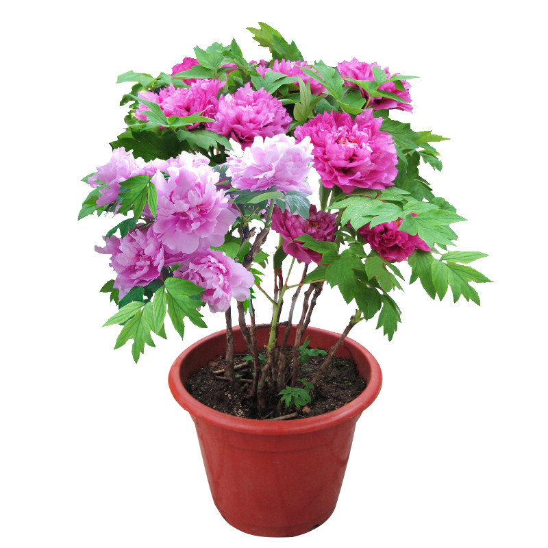 3棵芍药花苗重瓣带芽根块四季开花落日珊瑚芍药种根盆栽花卉植物