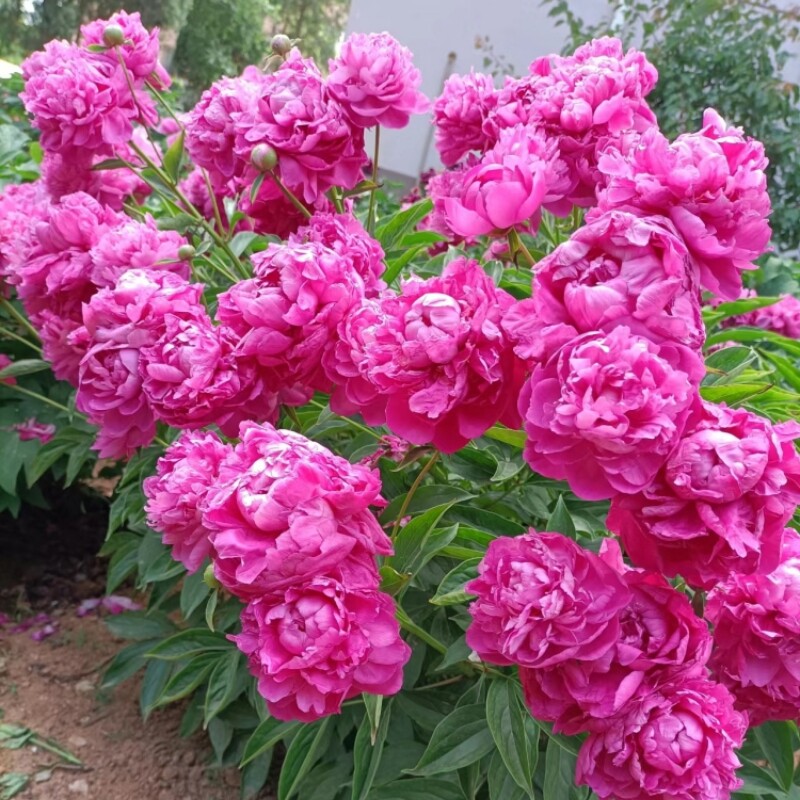 3棵芍药花苗重瓣带芽根块四季开花落日珊瑚芍药种根盆栽花卉植物