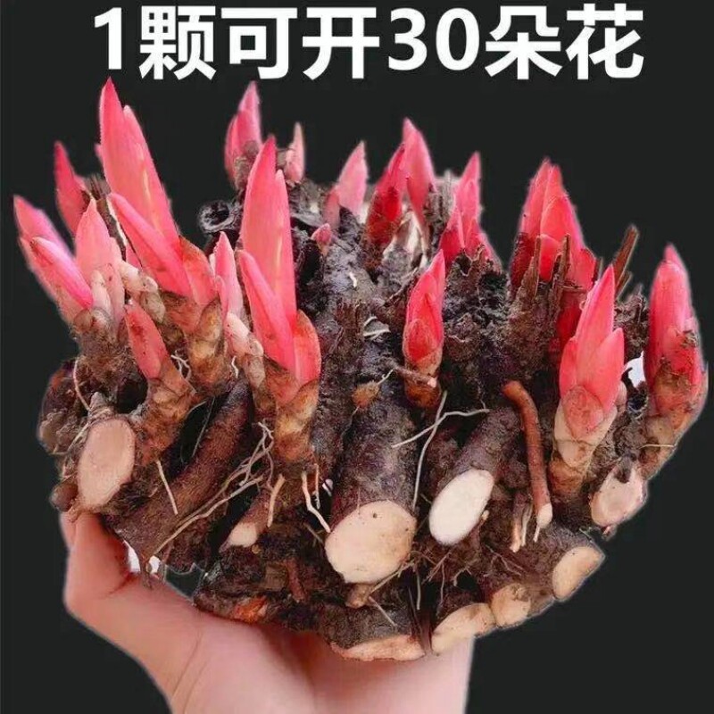3棵芍药花苗重瓣带芽根块四季开花落日珊瑚芍药种根盆栽花卉植物